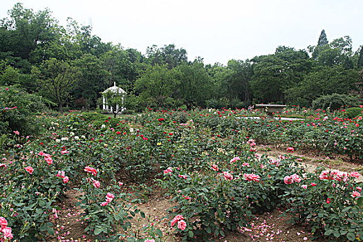 美丽的花园