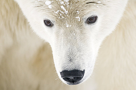 特写,成年,公猪,北极熊,岛屿,区域,北极圈,国家野生动植物保护区,阿拉斯加
