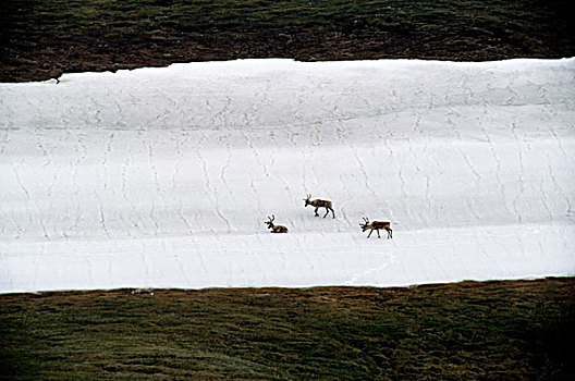 美国,阿拉斯加,德纳里峰国家公园,靠近,中心,北美驯鹿