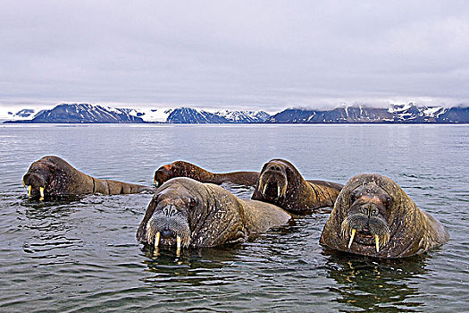成年,雄性,海象,斯瓦尔巴群岛,北极,挪威