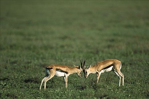 汤氏瞪羚,马赛马拉国家保护区,肯尼亚