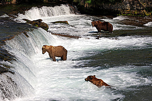 大灰熊,棕熊,群,水,觅食,猎捕,布鲁克斯河,卡特麦国家公园,保存,阿拉斯加,美国,北美