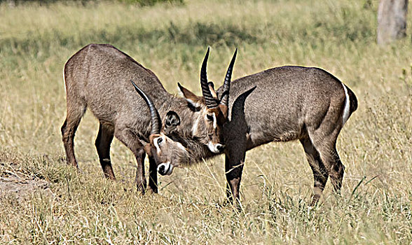 非洲,坦桑尼亚,塞伦盖蒂,两个,幼兽,普通,水羚,打斗