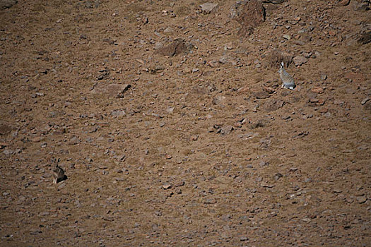 青海,可可西里,青海省最高峰布格达坂峰下的野兔
