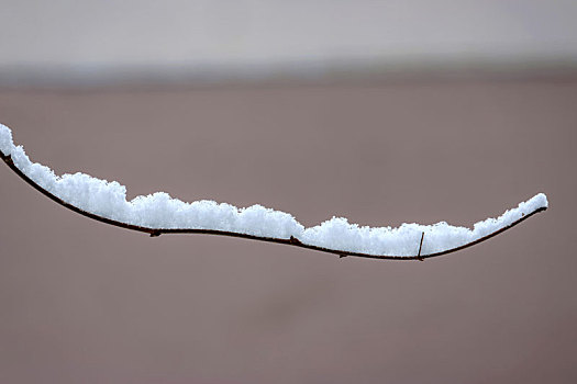 河南滑县,雪后树木银装素裹