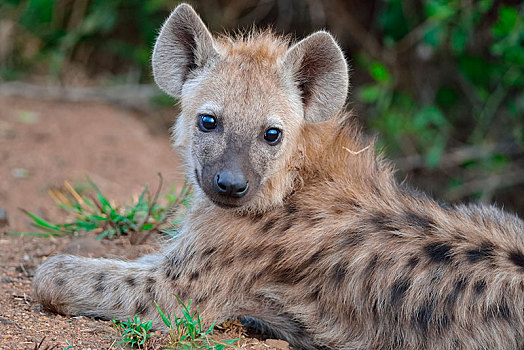 斑鬣狗,笑,鬣狗,幼兽,卧,克鲁格国家公园,南非,非洲