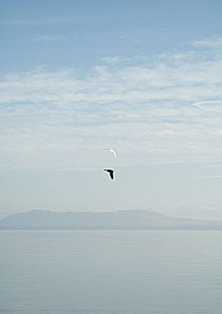 海鸥,飞跃,湖