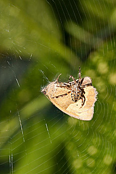 欧洲园蛛,蜘蛛,捕食,小,石南,蝴蝶,编织,茧