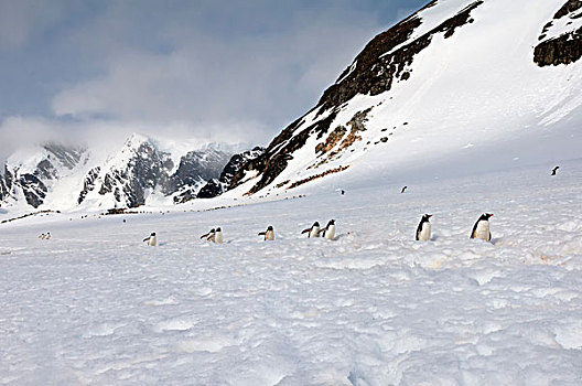 巴布亚企鹅,走,大雪,岛屿,南极半岛
