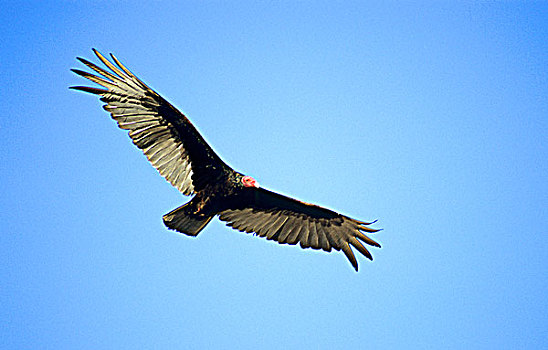 成年,美洲鹫,红头美洲鹫,墨西哥