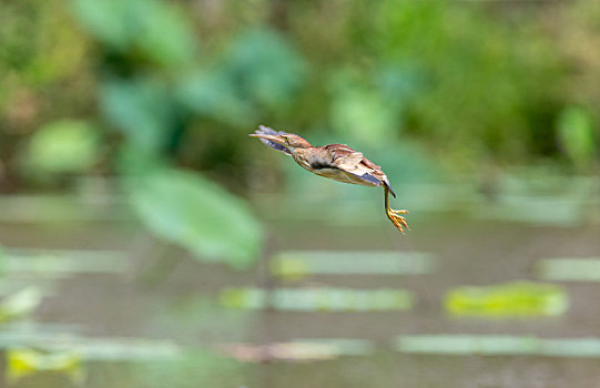 在开阔荷塘水面捕食鱼虾的黄苇鳽鸟