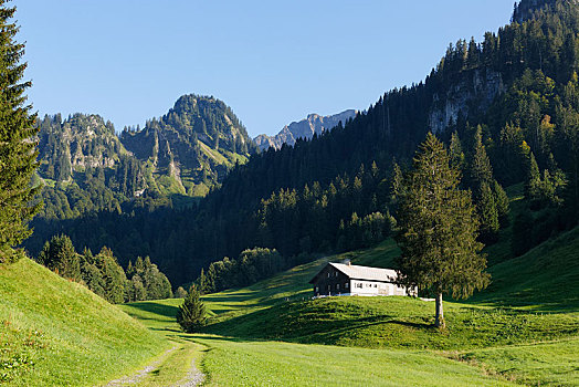 风景,山谷,森林,奥地利,欧洲