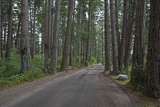 道路,树林,海洋,省立公园,奎德拉岛,加拿大
