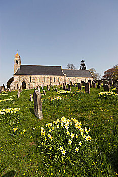 黄花,墓地,旁侧,教堂,诺森伯兰郡,英格兰