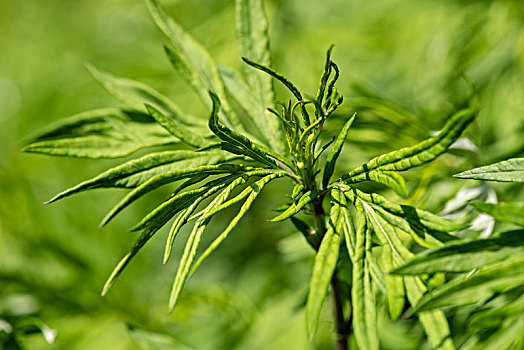 艾属植物,草药,天然药物