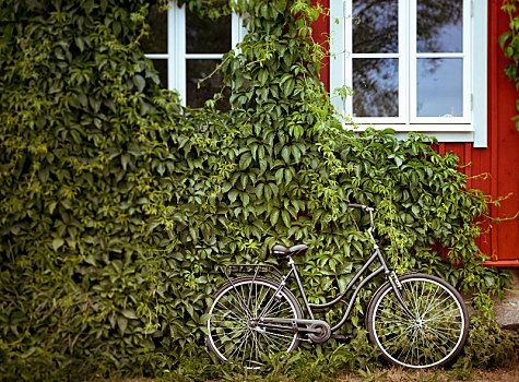 自行车,绿色,房子,背景
