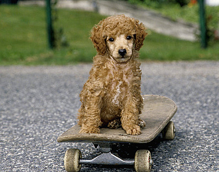 贵宾狗,坐,滑板