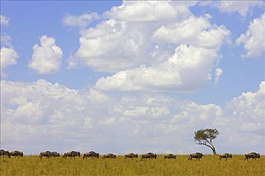 蓝角马,角马,牧群,迁徙,马赛马拉国家保护区,肯尼亚