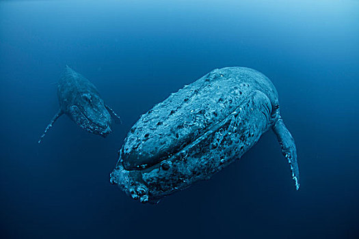 水下视角,驼背鲸,岛屿,科利马,墨西哥