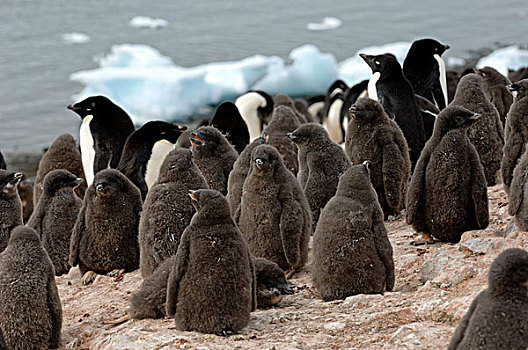 南极,南极半岛,岛屿,阿德利企鹅,生物群,幼禽,4星期大
