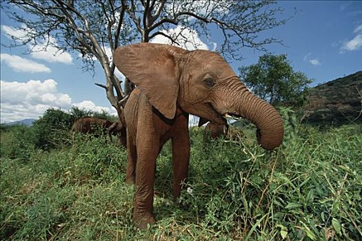 非洲象,孤儿,信任,东察沃国家公园,肯尼亚