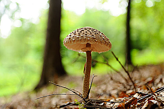 伞状蘑菇,高环柄菇,巴伐利亚,德国,欧洲