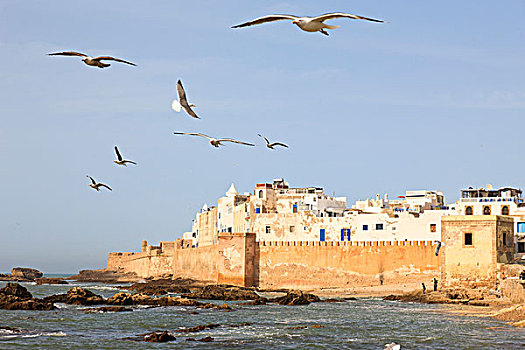 海鸥,飞跃,老城,苏维拉,摩洛哥