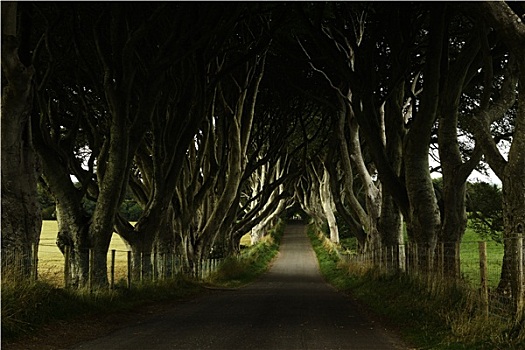 暗色,树篱,北爱尔兰