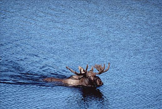 驼鹿,美洲驼鹿,游泳,湖,德纳利国家公园和自然保护区,阿拉斯加