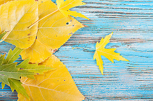 蓝色,木质,秋天,背景,黄叶