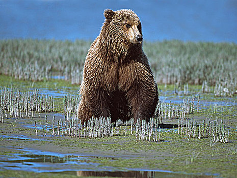 阿拉斯加棕熊,棕熊,寻找,潮汐,朴素