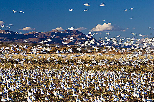 雪雁,冬天,野生动植物保护区,新墨西哥,美国