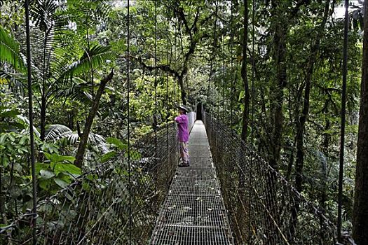 雨林,阿雷纳尔,悬挂,桥,哥斯达黎加