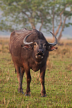 野生,水牛,草地,卡齐兰加国家公园,印度