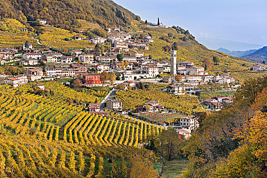 乡村,围绕,黄色,葡萄园,秋天,道路,葡萄酒,威尼托,意大利