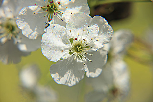 梨花