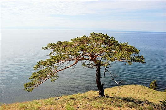 树,贝加尔湖,湖,海岸,风景,西伯利亚,俄罗斯