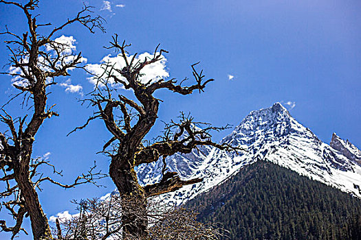 雪山四姑娘山