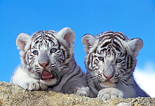 白色,虎,头像,幼兽