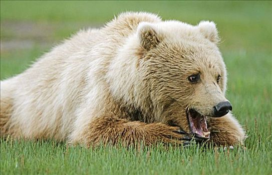 棕熊,哈欠,阿拉斯加