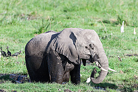 非洲,灌木,大象,非洲象,湿地,安伯塞利国家公园,肯尼亚