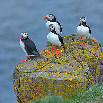 大西洋海雀,站立,石头,冰岛,欧洲