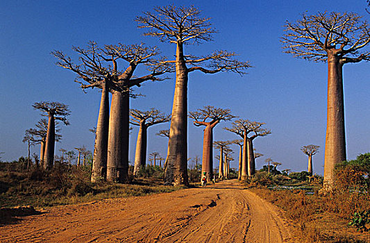 非洲,马达加斯加,穆龙达瓦,猴面包树,道路