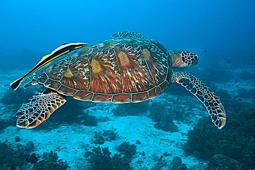 绿海龟,龟类,生活方式,宿务,菲律宾,亚洲