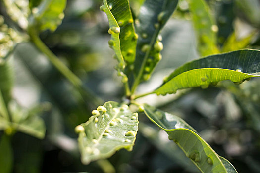 得病,植物