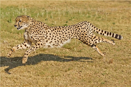 照片,跑,印度豹,猎豹