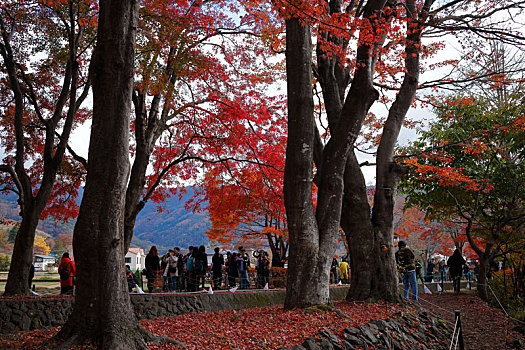 日本富士山河口湖红叶