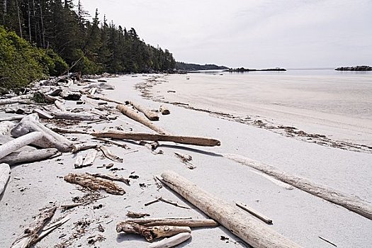浮木,海滩,熊,不列颠哥伦比亚省,加拿大