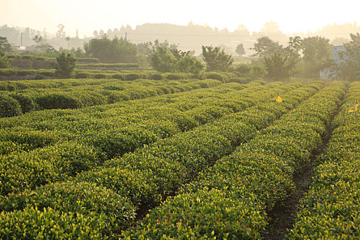 茶园飘香,茶农清晨采茶忙