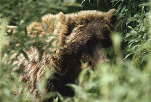大灰熊,棕熊,三个,幼兽,德纳利国家公园和自然保护区,阿拉斯加